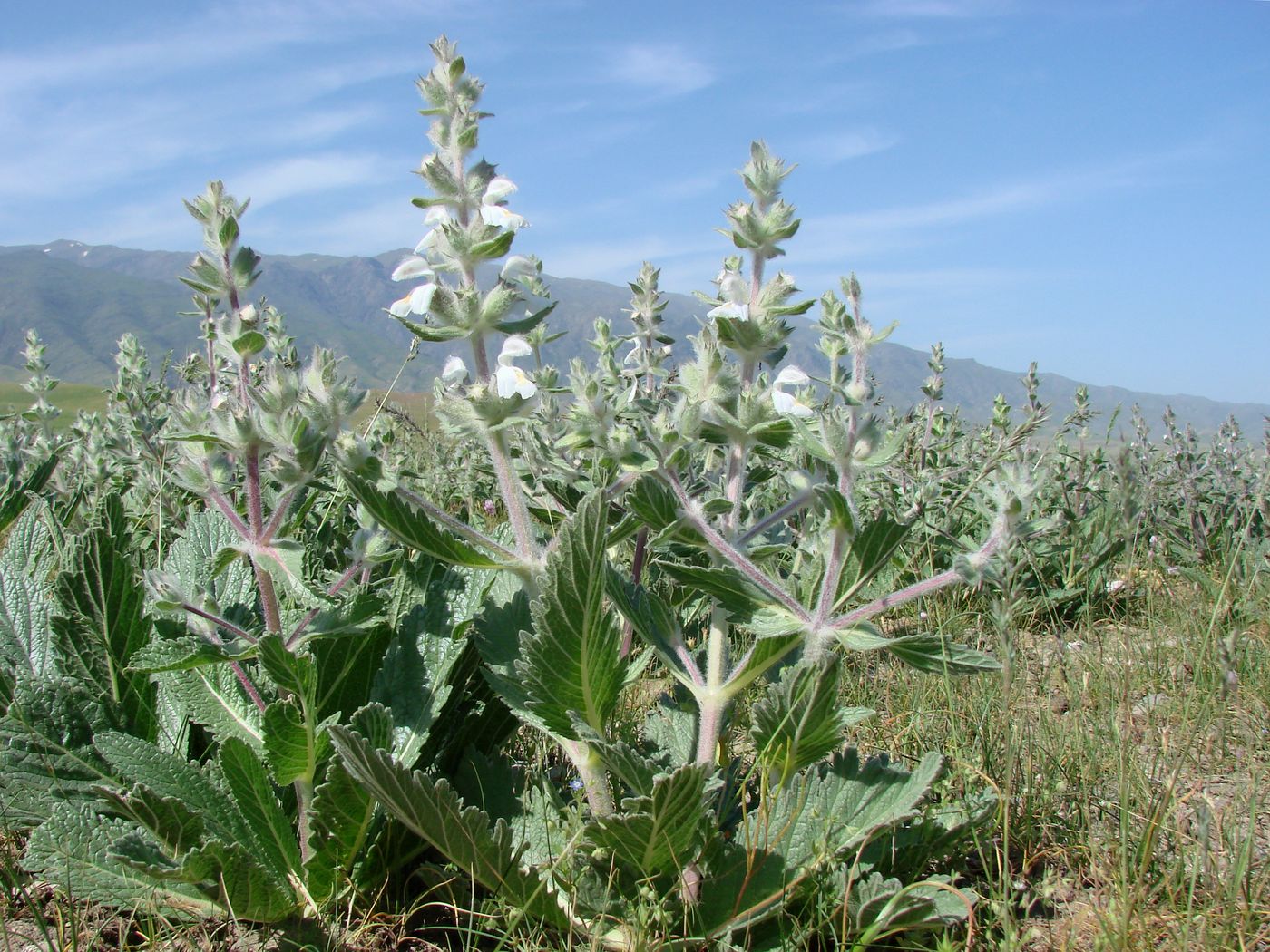 Image of Phlomoides eriocalyx specimen.