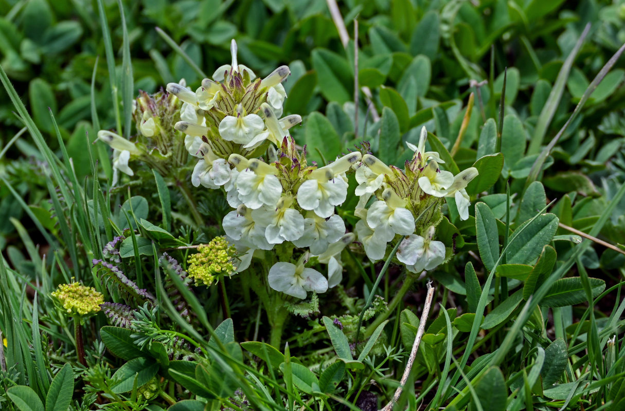 Image of Pedicularis armena specimen.