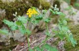 Chelidonium majus. Верхушки побегов с соцветиями. Краснодарский край, Абинский р-н, окр. пос. Новый, каменный развал под скальной грядой. 11.04.2019.