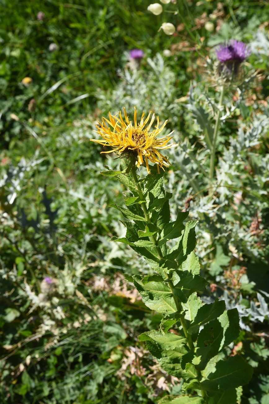 Image of Inula grandiflora specimen.