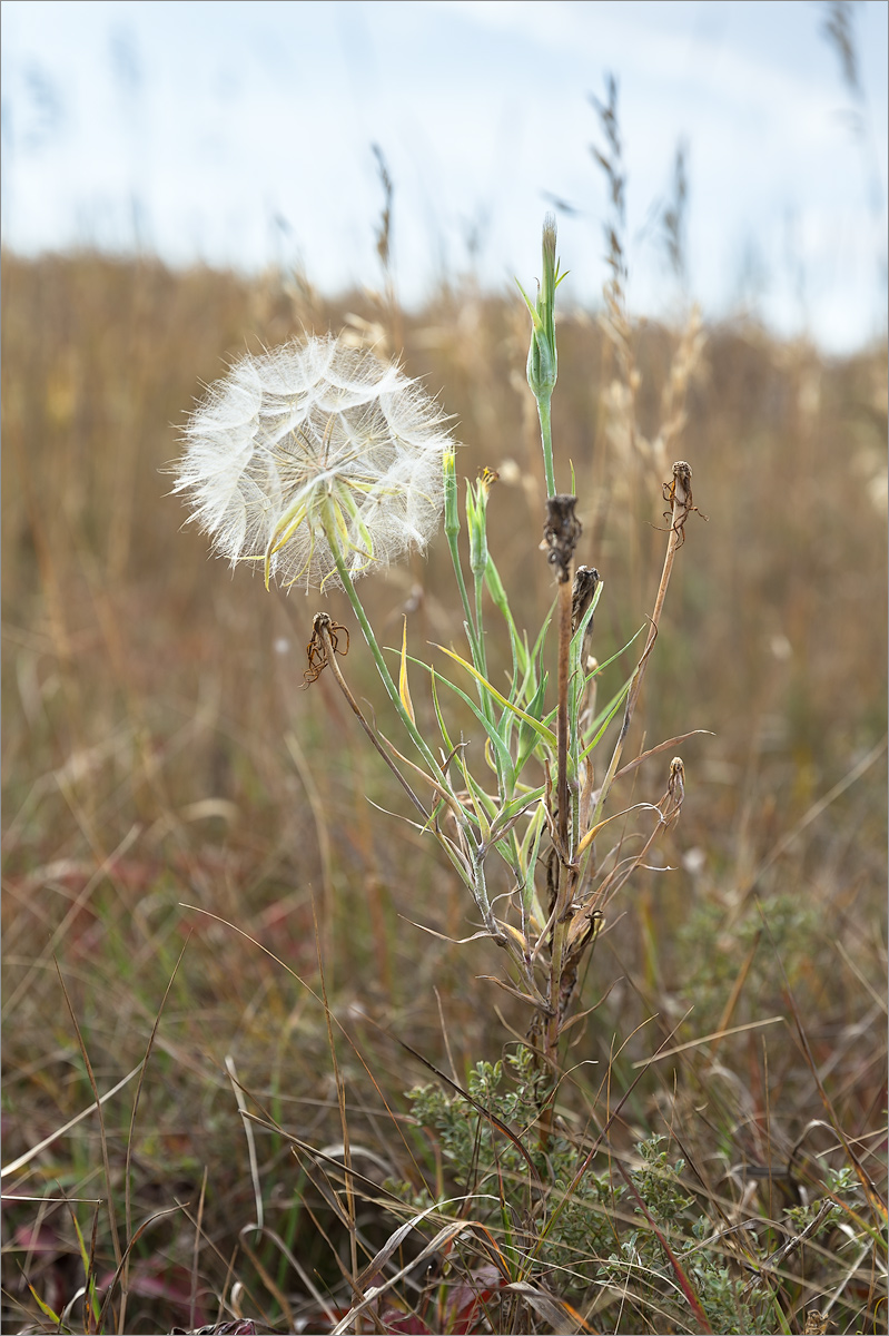 Изображение особи род Tragopogon.