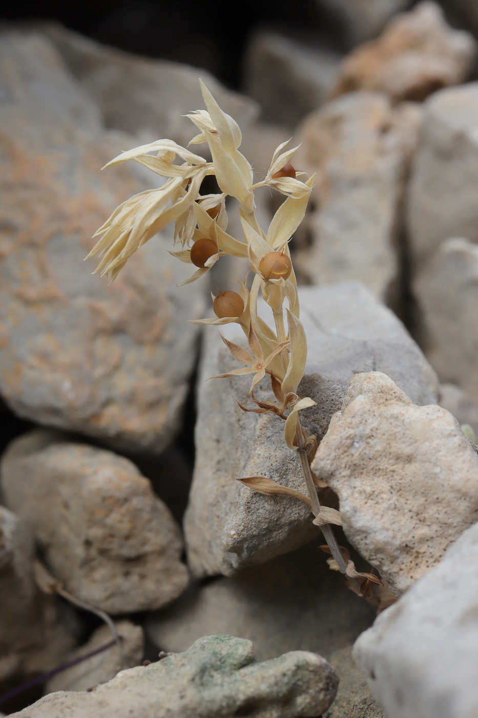 Image of Asterolinon linum-stellatum specimen.