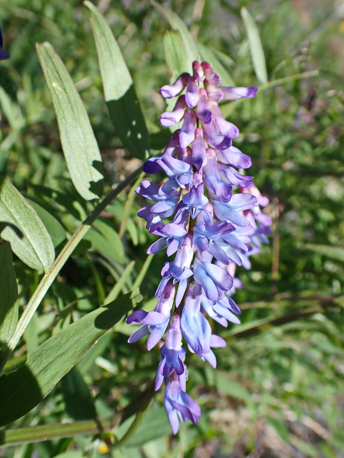 Изображение особи Vicia cracca.