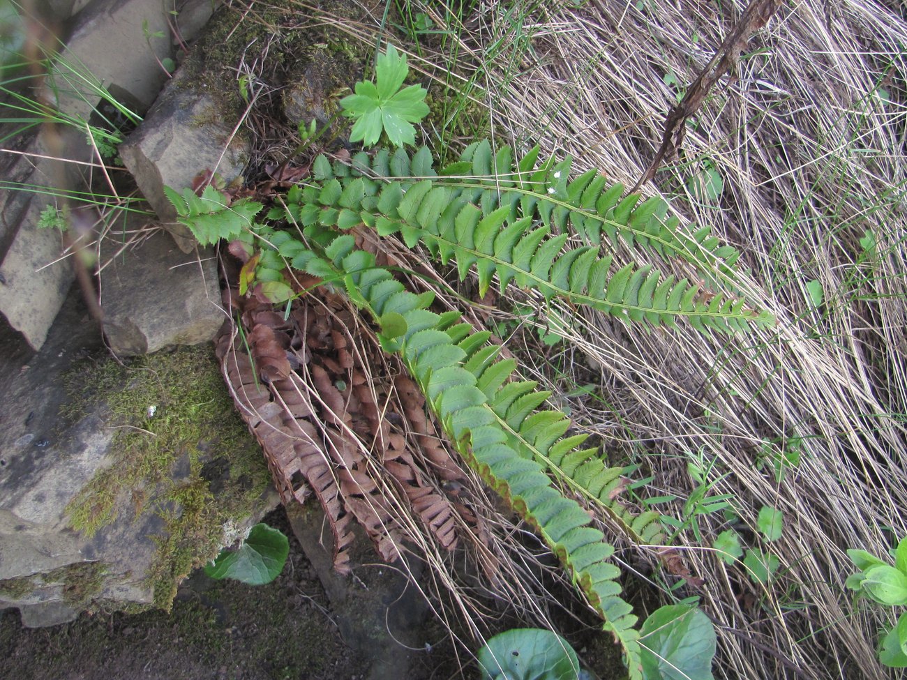 Изображение особи Polystichum lonchitis.