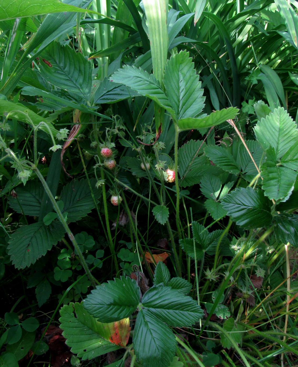 Image of Fragaria moschata ssp. jenisseensis specimen.