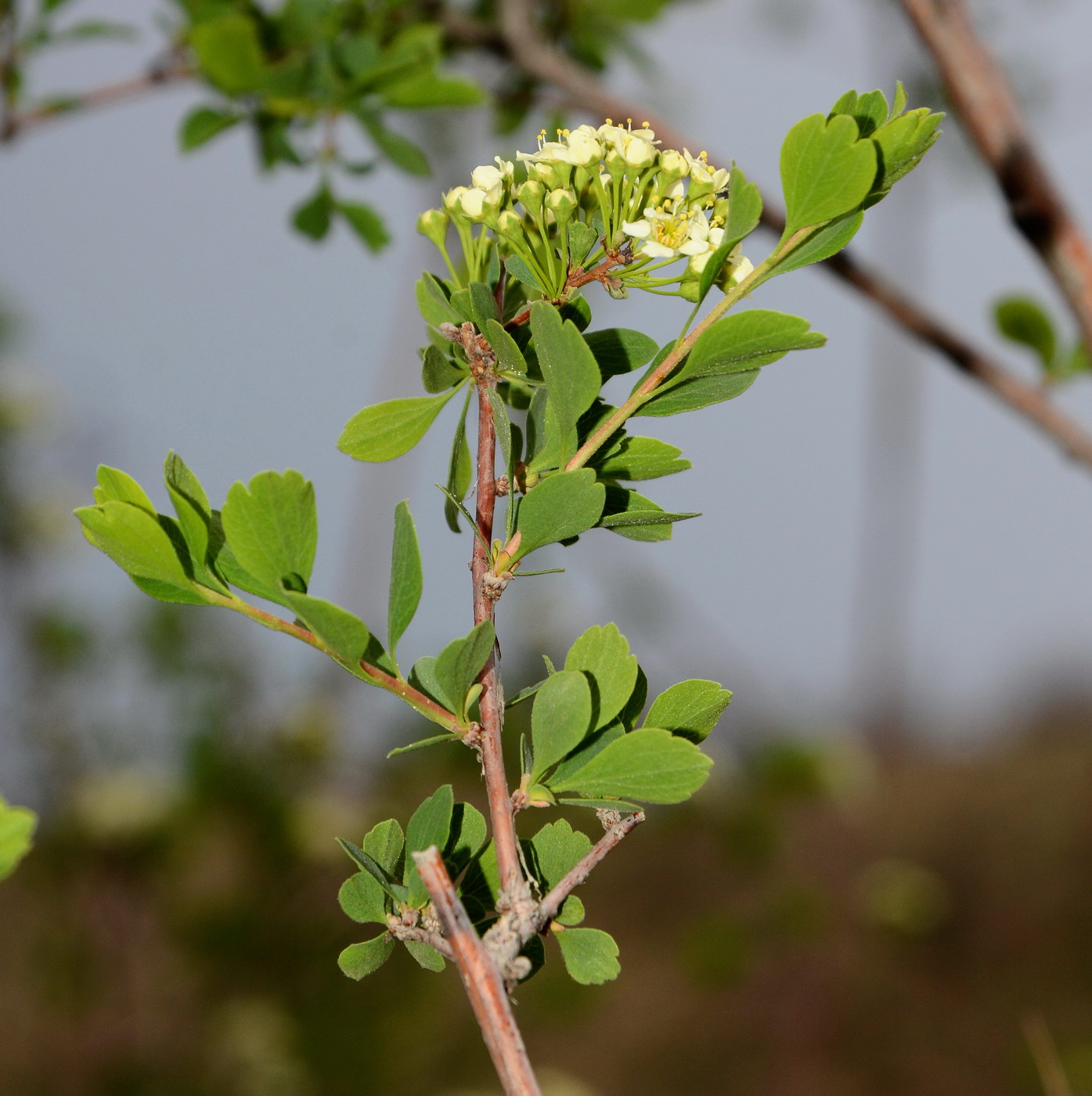 Изображение особи Spiraea lasiocarpa.