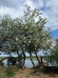 Смотреть изображение Populus pruinosa