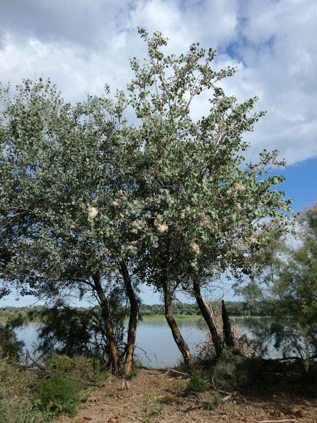 Изображение особи Populus pruinosa.