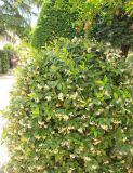 Trachelospermum jasminoides