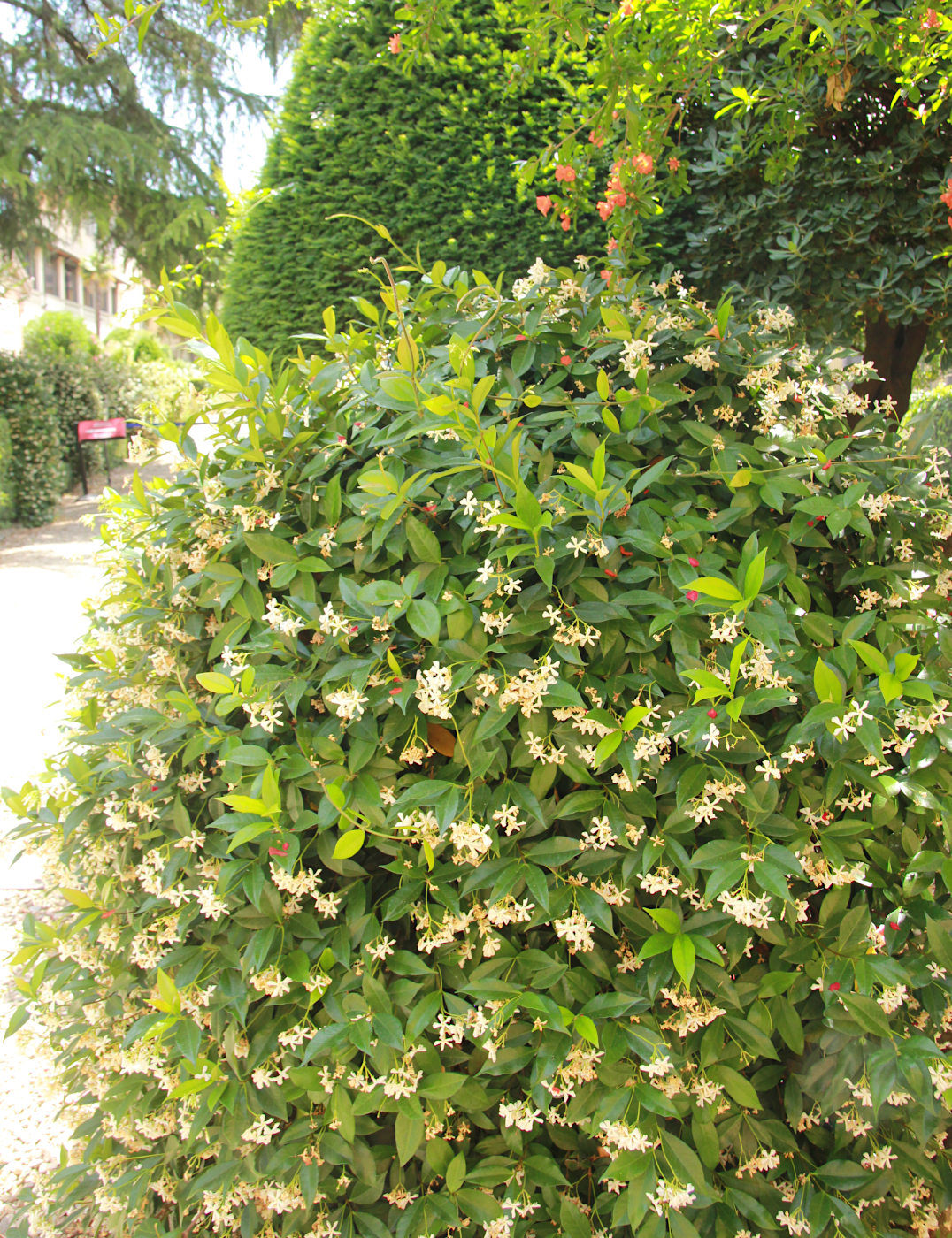 Image of Trachelospermum jasminoides specimen.