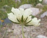 Scabiosa ochroleuca. Верхушка побега с соцветием. Кабардино-Балкария, Черекский р-н, окр. с/п Верхняя Балкария, берег р. Псыгансу, ≈ 2100 м н.у.м., среди валунов. 31.07.2024.