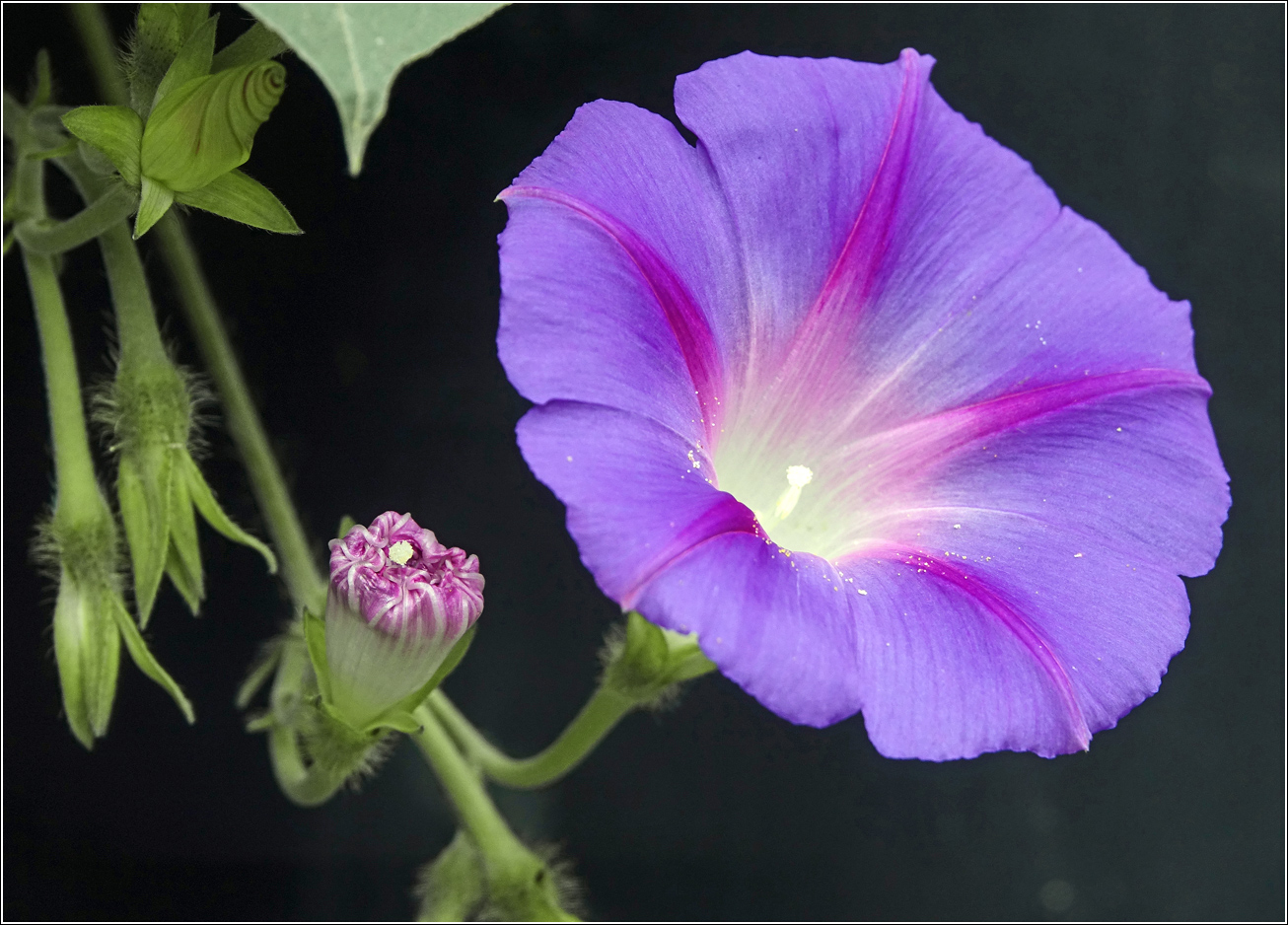 Image of Ipomoea purpurea specimen.