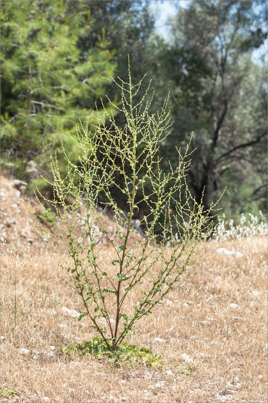 Image of genus Verbascum specimen.