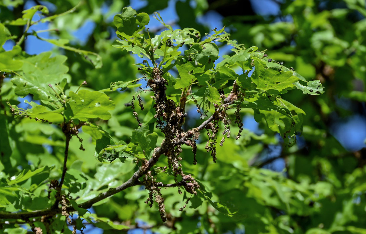 Изображение особи Quercus robur.