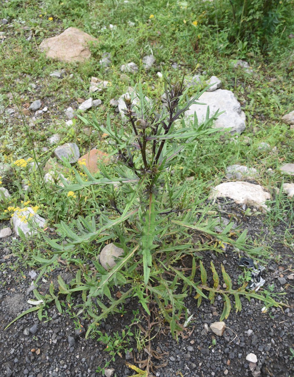 Image of genus Cirsium specimen.