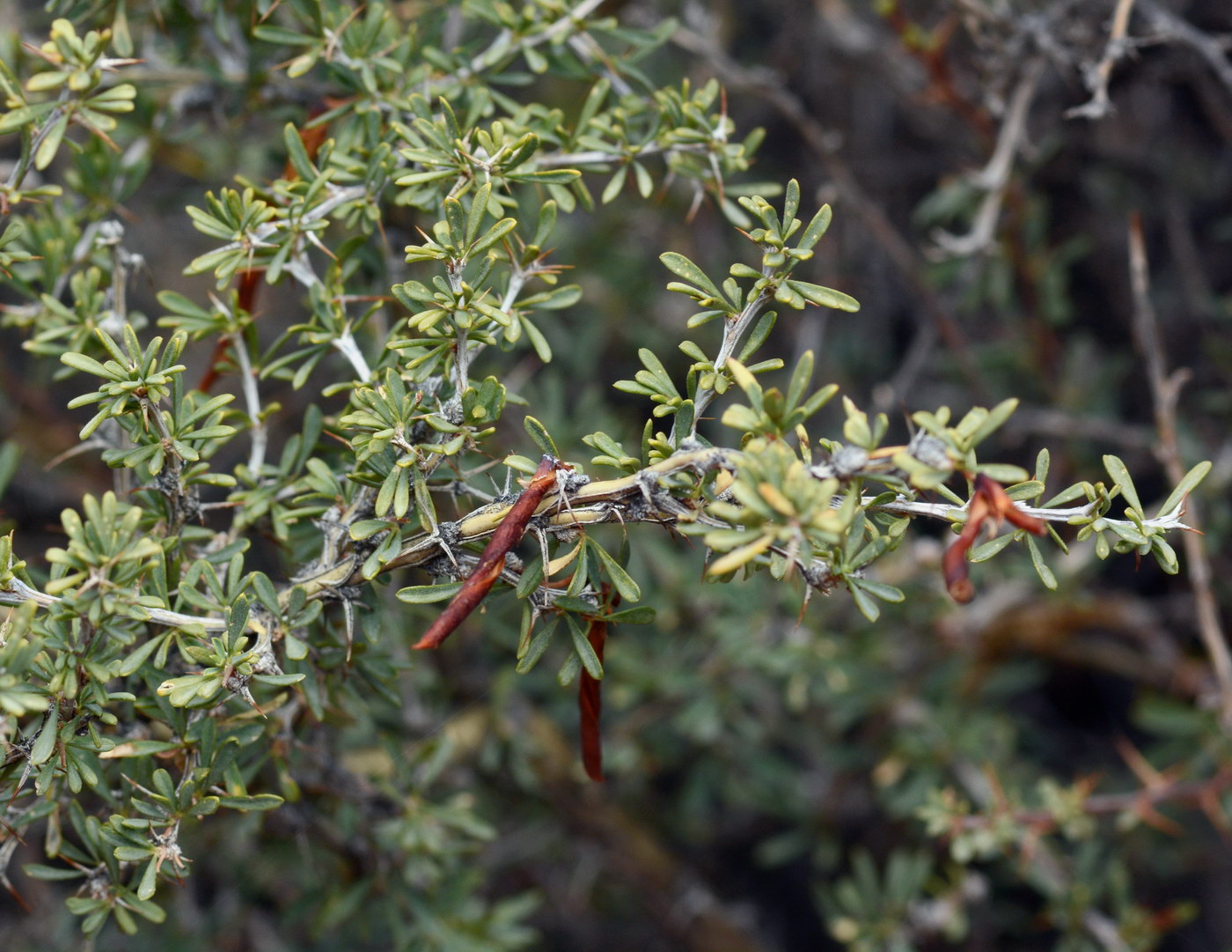 Image of genus Caragana specimen.