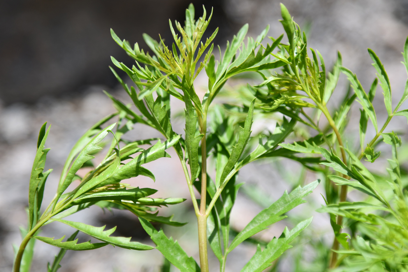 Image of Incarvillea olgae specimen.