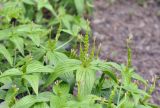 Spigelia anthelmia