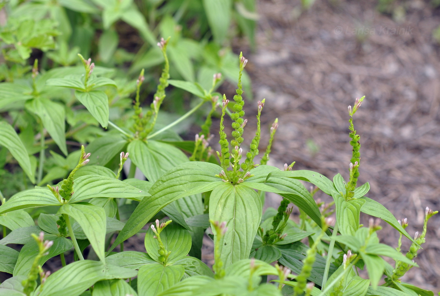 Image of genus Spigelia specimen.