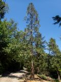 Sequoiadendron giganteum. Взрослое дерево. Крым, Южный Берег, городской округ Ялта, Массандровский парк. 29.05.2024.