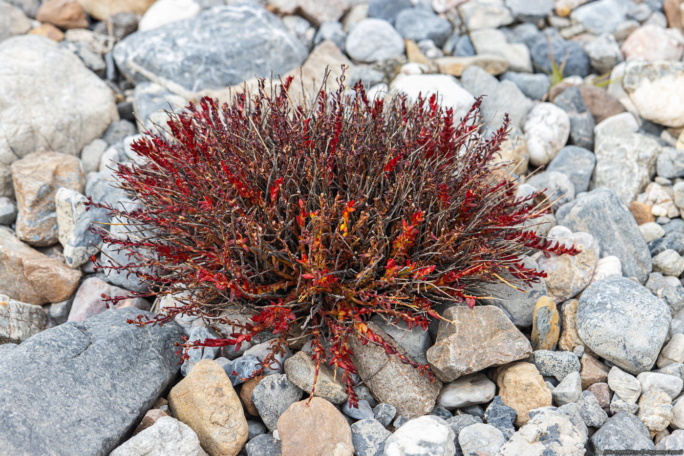 Image of genus Rhodiola specimen.