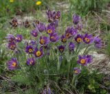 Pulsatilla vulgaris