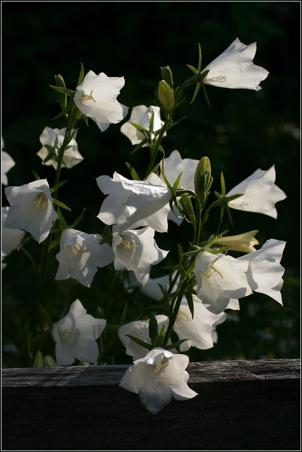 Изображение особи Campanula persicifolia.