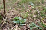 Corydalis ledebouriana