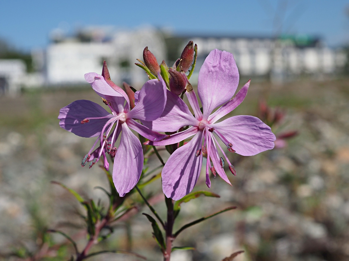 Image of Chamaenerion colchicum specimen.
