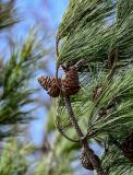 View full-size image Pinus pityusa