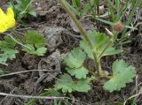 Смотреть изображение Ranunculus czimganicus
