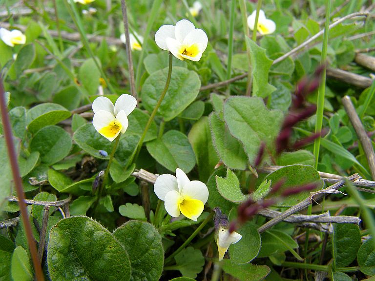 Image of Viola arvensis specimen.