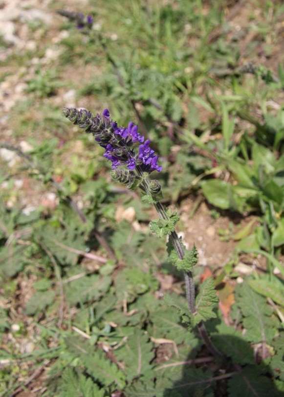 Изображение особи Salvia verbenaca.