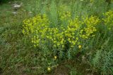 View full-size image genus Euphorbia
