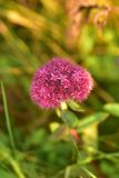 View full-size image Hylotelephium triphyllum
