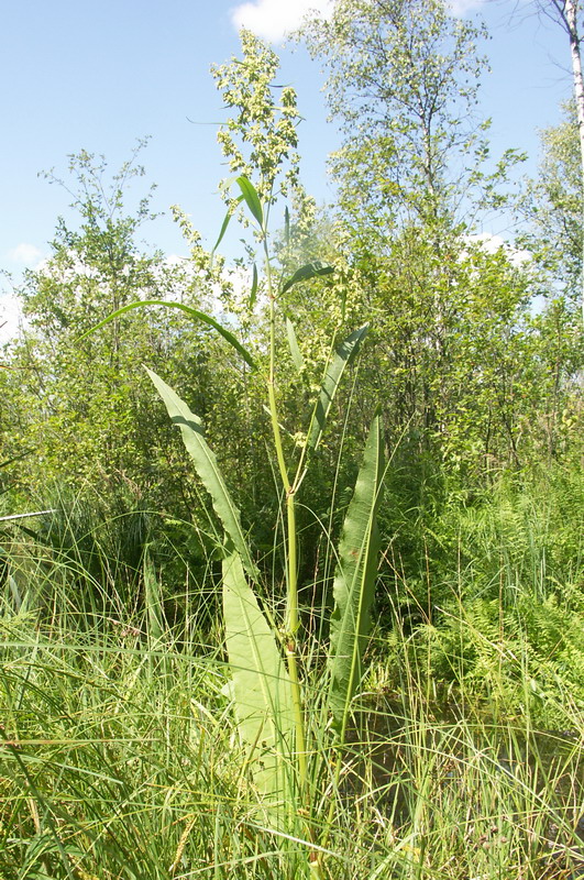 Изображение особи Rumex hydrolapathum.