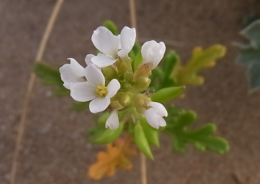 Image of Cakile maritima specimen.