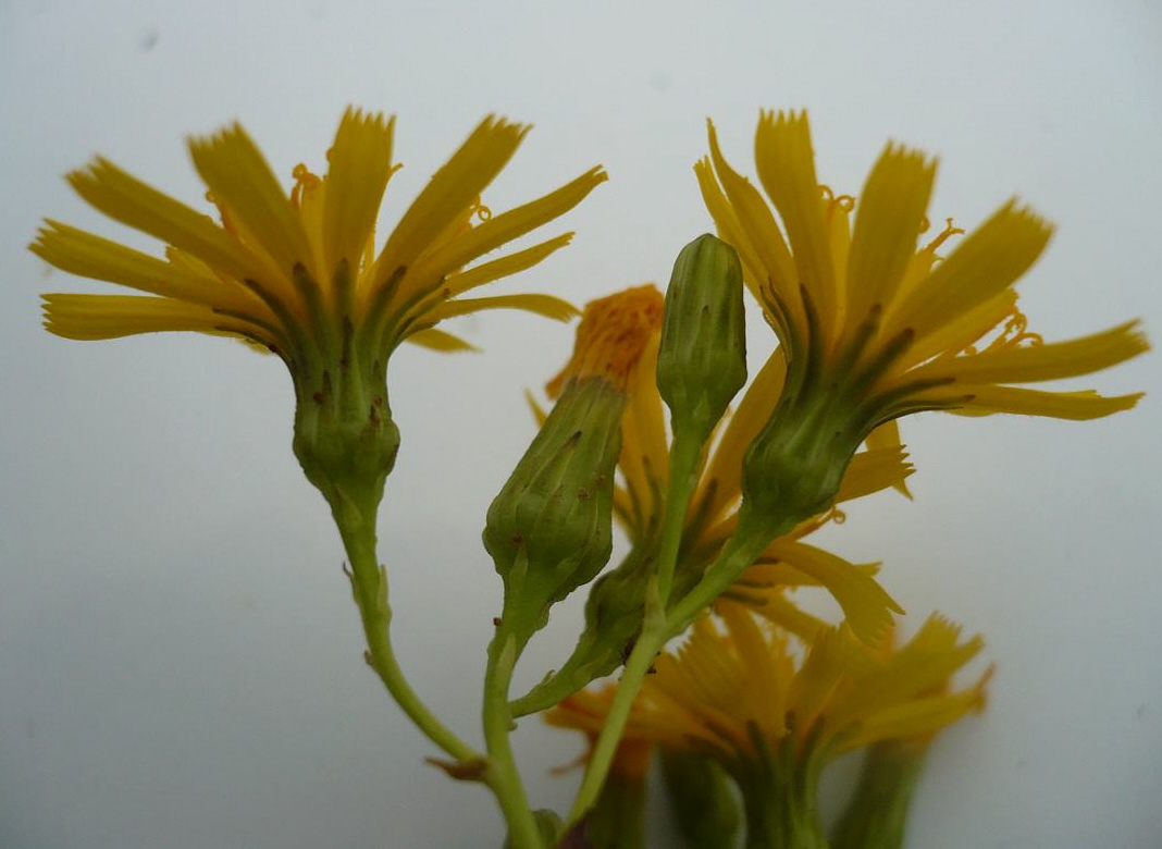 Image of Hieracium virosum specimen.