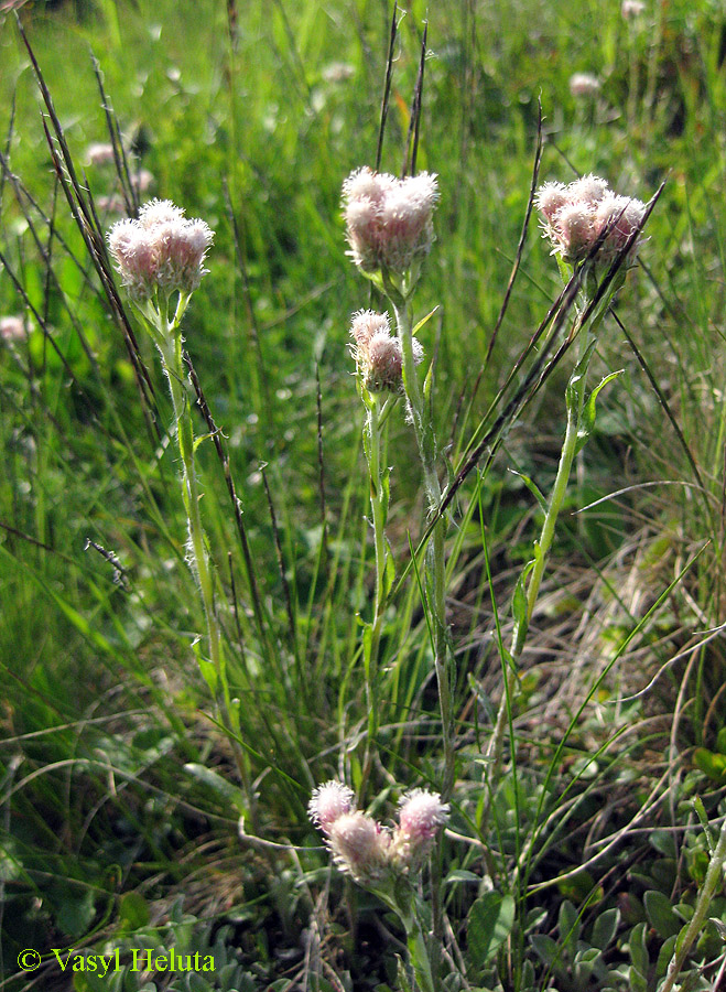 Изображение особи Antennaria dioica.