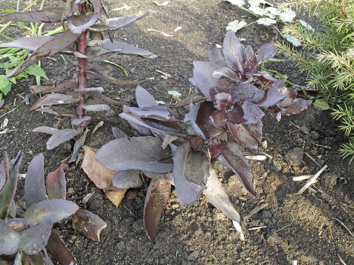 Image of genus Hylotelephium specimen.