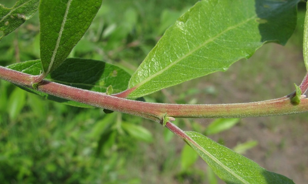 Image of Salix &times; laurina specimen.