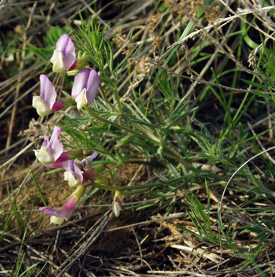 Изображение особи Vicia subvillosa.