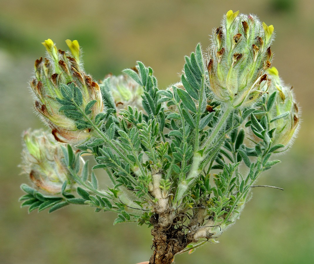 Изображение особи Astragalus cyrtobasis.