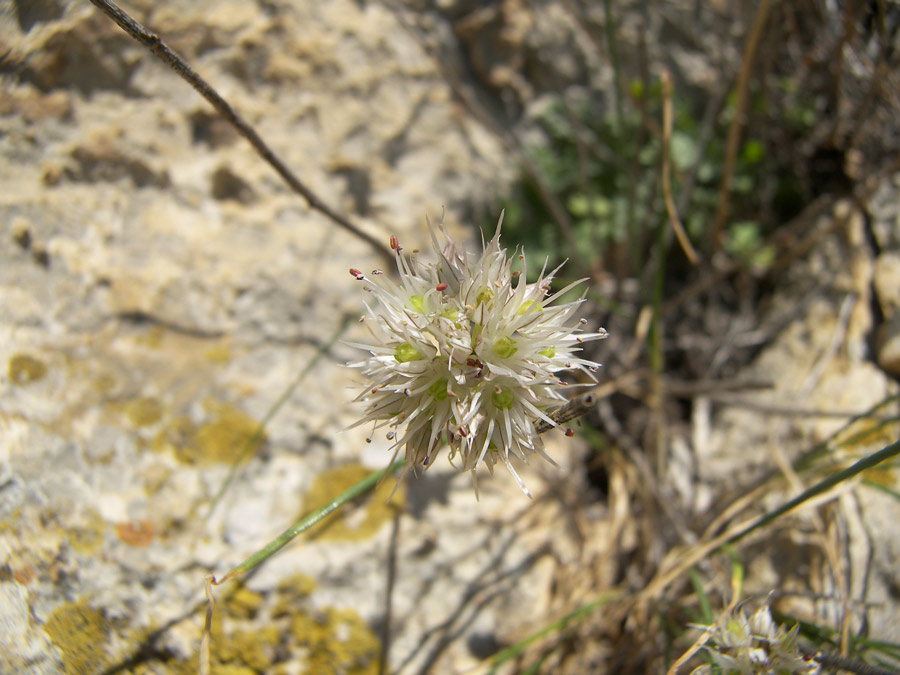 Image of Allium schistosum specimen.