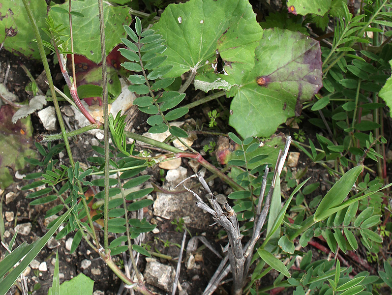 Image of Onobrychis biebersteinii specimen.