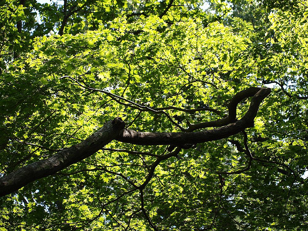 Image of Acer pseudosieboldianum specimen.