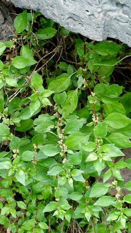 Image of Parietaria judaica specimen.