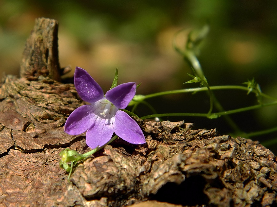 Изображение особи Campanula patula.