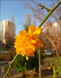 Kerria variety pleniflora