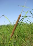 Typha angustifolia. Верхняя часть побега с соцветием. Астраханская обл., Икрянинский р-н, протока между ильменями Коптолва и Солёная Дорога. 14.08.2011.